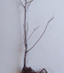 Ulmus Resista® Sapporo Gold 2 / Orme Resista® Sapporo Gold 2