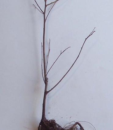 Ulmus Resista® Sapporo Gold 2 / Orme Resista® Sapporo Gold 2