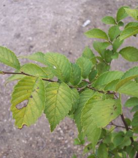 Ulmus Resista® Sapporo Gold 2 / Orme Resista® Sapporo Gold 2