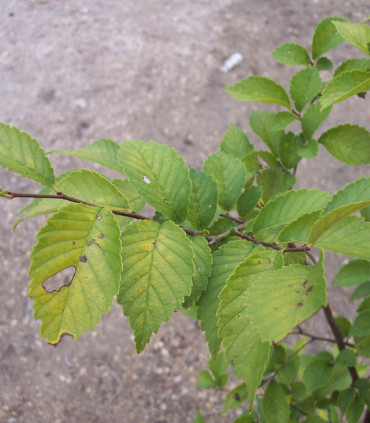 Ulmus Resista® Sapporo Gold 2 / Orme Resista® Sapporo Gold 2