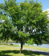 Ulmus Resista® Sapporo Gold 2 / Orme Resista® Sapporo Gold 2