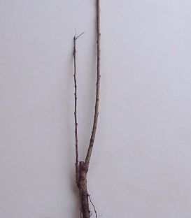 Populus Nigra Italica / Peuplier Noir D'Italie