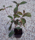 Photinia Fraseri Red Robin