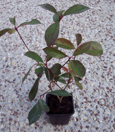 Photinia Fraseri Red Robin