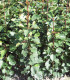 Pyrus Communis / Poirier Franc