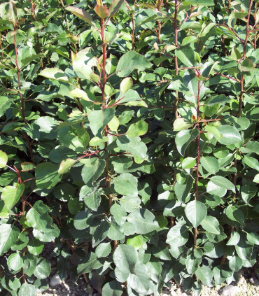 Pyrus Communis / Poirier Franc