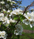 Pyrus Communis / Poirier Franc