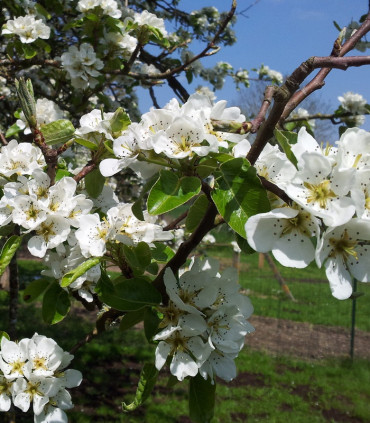 Pyrus Communis / Poirier Franc