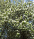 Pyrus Communis / Poirier Franc