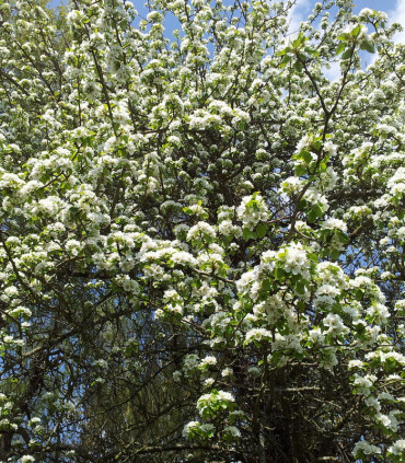 Pyrus Communis / Poirier Franc