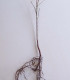 Prunus Cerasifera / Prunier Myrobolan