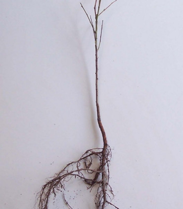 Prunus Cerasifera / Prunier Myrobolan
