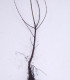 Rhamnus Catharticus / Nerprun Purgatif