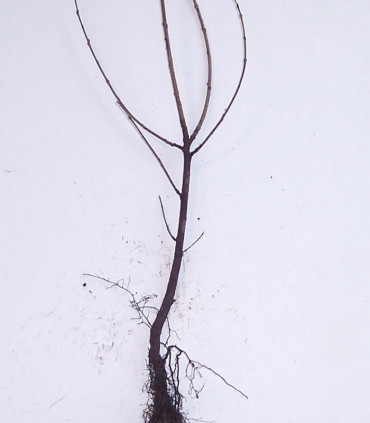 Rhamnus Catharticus / Nerprun Purgatif