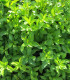 Rhamnus Catharticus / Nerprun Purgatif