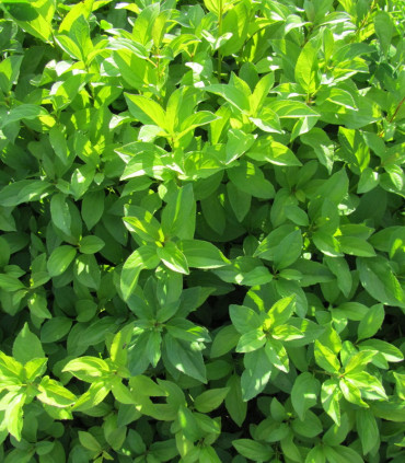Rhamnus Catharticus / Nerprun Purgatif
