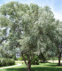 Salix Alba / Saule Blanc