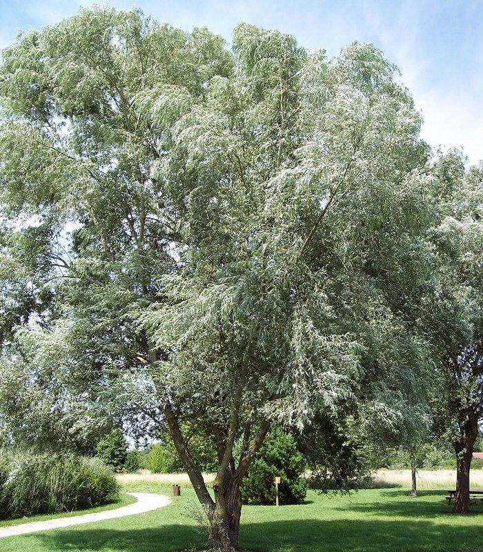 SALIX alba / SAULE BLANC