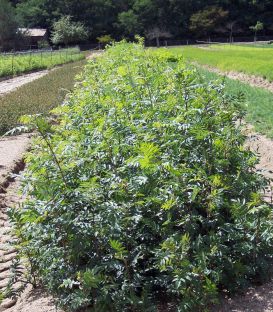 Sorbus Aucuparia / Sorbier Des Oiseaux