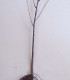 Sorbus Aucuparia / Sorbier Des Oiseaux
