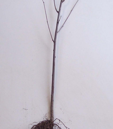 Sorbus Aucuparia / Sorbier Des Oiseaux