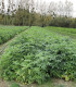 Sambucus Nigra / Sureau Noir