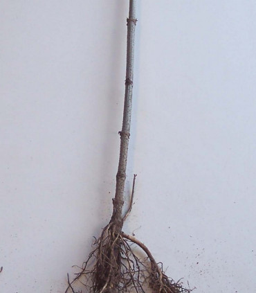 Sambucus Nigra / Sureau Noir