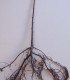 Tilia Cordata / Tilleul Des Bois