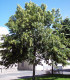 Tilia Cordata / Tilleul Des Bois