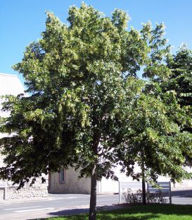 Tilia Cordata Origine Forestière / Tilleul Des Bois