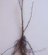 Tilia Platyphyllos / Tilleul de Hollande