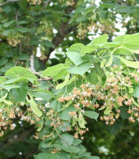 Tilia Platyphyllos / Tilleul de Hollande