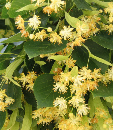 Tilia Platyphyllos / Tilleul de Hollande