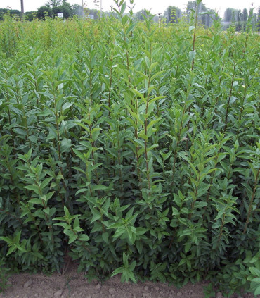 Ligustrum Vulgare / Troene Des Bois