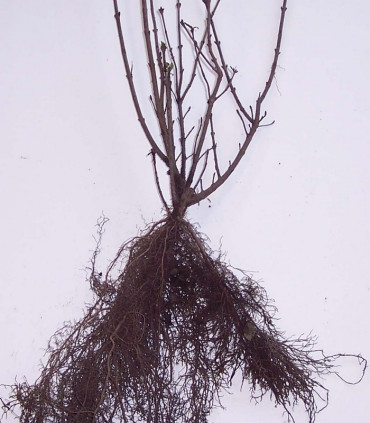 Ligustrum Vulgare / Troene Des Bois