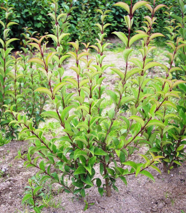Liriodendron Tulipifera / Tulipier