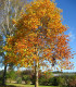 Liriodendron Tulipifera / Tulipier