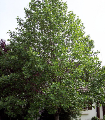 Liriodendron Tulipifera / Tulipier