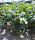 Viburnum Lantana / Viorne Lantane