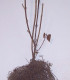 Viburnum Lantana / Viorne Lantane