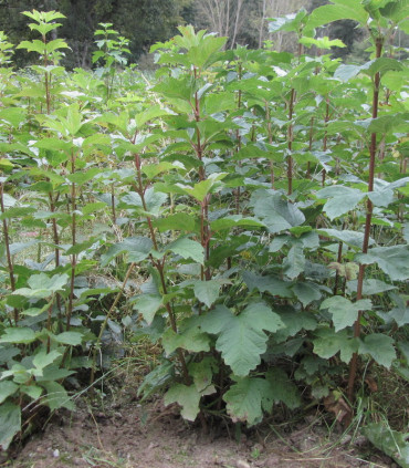 Viburnum Opulus / Viorne Obier