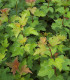 Viburnum Opulus / Viorne Obier