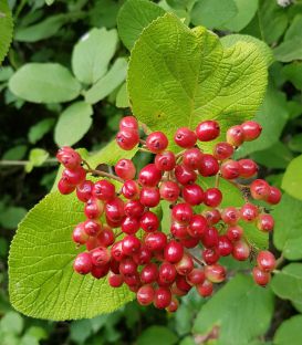 Viburnum Lantana / Viorne Lantane