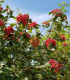 Viburnum Lantana / Viorne Lantane