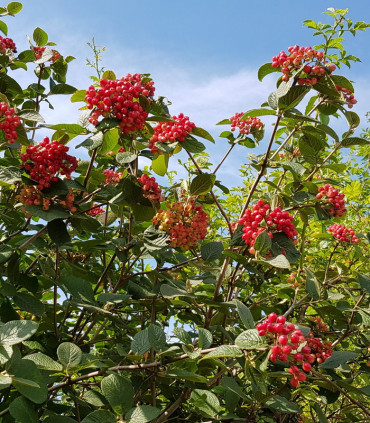 Viburnum Lantana / Viorne Lantane