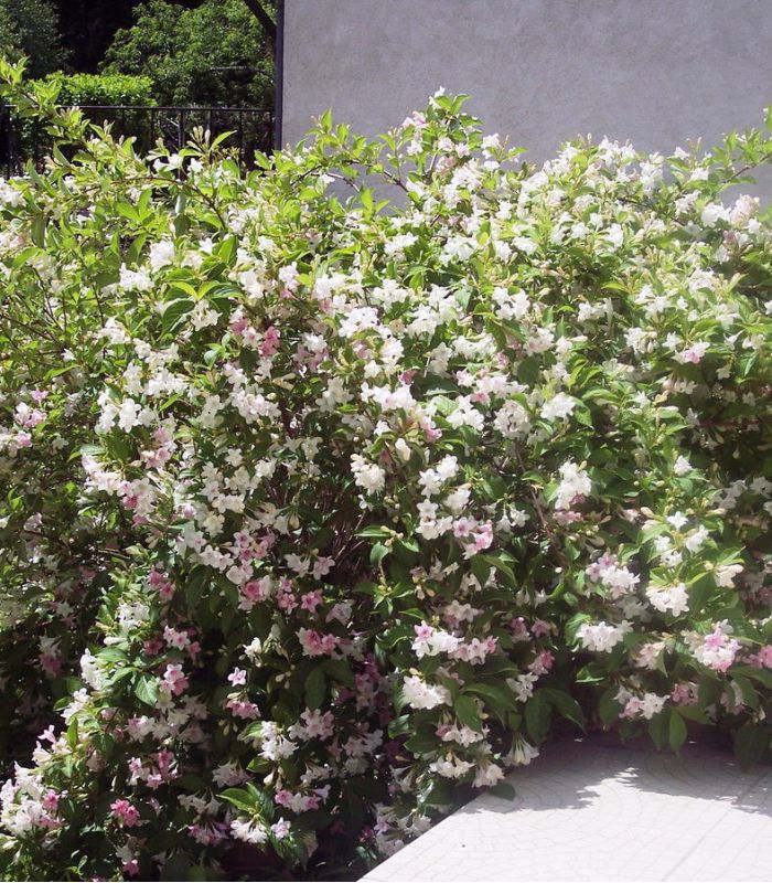 WEIGELA rosea