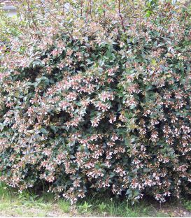 Haie Abelia  Kit 10 M