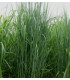 Switchgrass