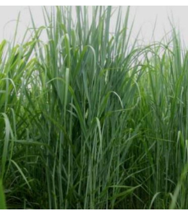 Switchgrass