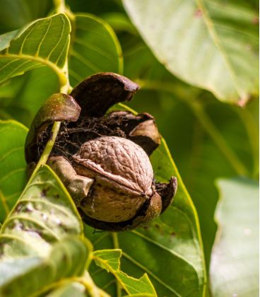 Noyer Greffe Meylanaise